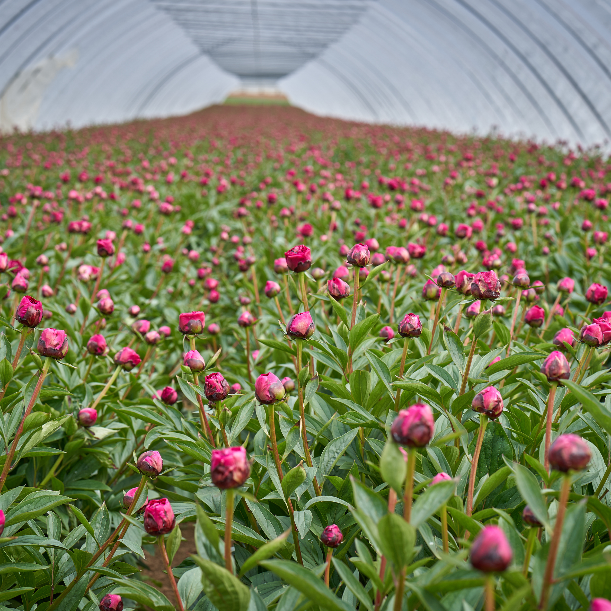 Don Peony Bild